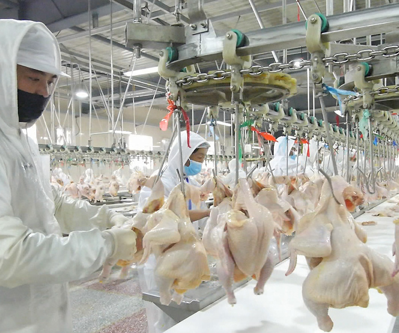 Frozen chicken suppliers in brazil